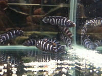 Ripples Waterlife, Shenstone. Malawi, Tanganyikan Cichlids.