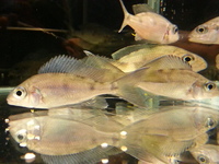 Ripples Waterlife, Shenstone. Malawi, Tanganyikan Cichlids.