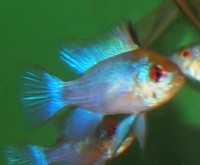 Parkers Aquatic Centre - Tropical Fish in Bristol, Full Stocklist