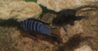 Parkers Aquatic Centre - Tropical Fish in Bristol, Full Stocklist