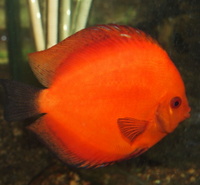 Parkers Aquatic Centre - Tropical Fish in Bristol, Full Stocklist