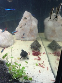 NOT TO BE MISSED£50 pair of musk turtles living with fish.