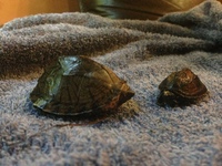 NOT TO BE MISSED£50 pair of musk turtles living with fish.