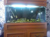 3ft fish tank and cabinet