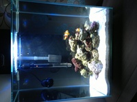 Fluval edge 46l marine setup.