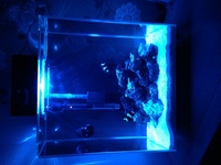Fluval edge 46l marine setup.