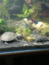 NOT TO BE MISSED£50 pair of musk turtles living with fish.