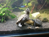NOT TO BE MISSED£50 pair of musk turtles living with fish.