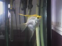 very beautiful fish for sale