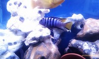 Top Quality Malawi Cichlids and Victorian Cichlids F1, F2 for sale