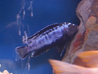 Top Quality Malawi Cichlids and Victorian Cichlids F1, F2 for sale