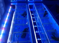 ANGEL AQUATICS. - TROPICAL FISH PRICES