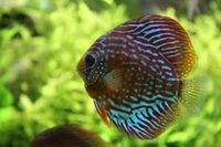 ANGEL AQUATICS. - TROPICAL FISH PRICES