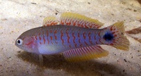 ANGEL AQUATICS. - TROPICAL FISH PRICES
