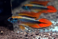 ANGEL AQUATICS. - TROPICAL FISH PRICES