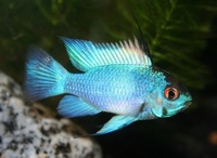 ANGEL AQUATICS. - TROPICAL FISH PRICES