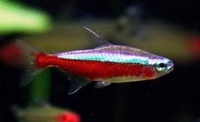 ANGEL AQUATICS. - TROPICAL FISH PRICES