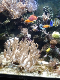 fish and tank