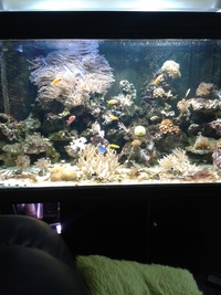fish and tank