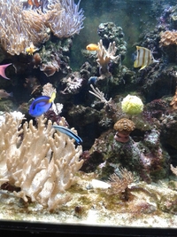 fish and tank