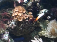 fish and tank