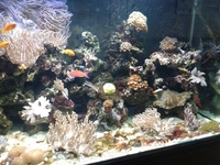 fish and tank
