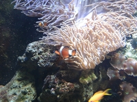 fish and tank