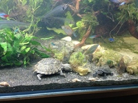 full discus set up