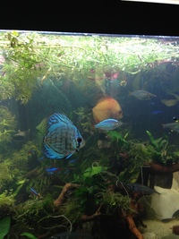 full discus set up