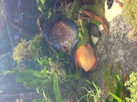 full discus set up