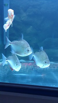 fish loaches clown oscars datnoid dollars tiger silver 5ft fx6 fluval tank aquarist classifieds