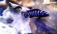 Top Quality Malawi Cichlids and Victorian Cichlids F1, F2 for sale