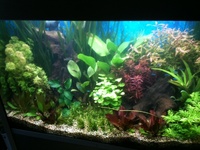 Aquarium set-up and cleaning service.