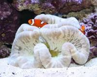 NORTH WEST AQUATICS BOLTON NEW STOCK LIST MARINE FISH & CORALS