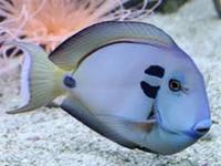 NORTH WEST AQUATICS BOLTON NEW STOCK LIST MARINE FISH & CORALS