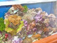 COMPLETE REEF TANK