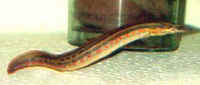 birchirs, eels, catfish, discus, malawi and many more