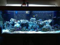 240L marine full setup and a few bits of livestock £500