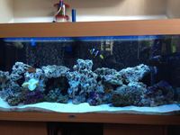 240L marine full setup and a few bits of livestock £500