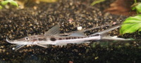 Parkers Aquatic Centre - Tropical Fish in Bristol, Full Stocklist