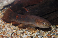 Parkers Aquatic Centre - Tropical Fish in Bristol, Full Stocklist