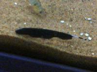 tropical fish for sale
