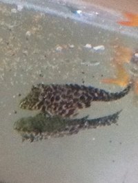 tropical fish for sale