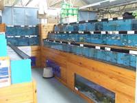 Maidenhead Aquatics@Shirley Current Malawi Stock list (16/8/14)
