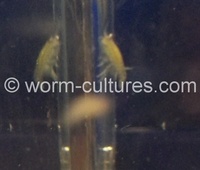 Live Food ~ Gammarus Shrimp ~ Hyalella Azteca ~ Aquaponics ~ Starter Culture