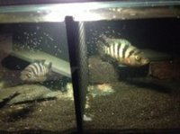TANK RACK COMPLETE SET UP 3FT