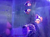 True Percula Clownfish (Picasso)