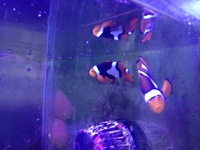 True Percula Clownfish (Picasso)
