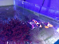 True Percula Clownfish (Picasso)