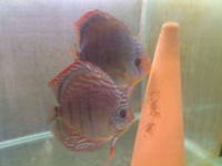 CHILTON AQUATICS. MAKING FISH KEEPING SPECIAL. THE BEST QUALITY OF TROPICAL/COLDWATER AND MARINE FISH IN THE NORTH EAST.